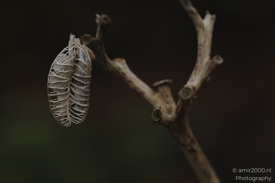Skeletonized_leaves_and_fern_frond_veins_in_closeup_Flower_Photography_macro_Photography_Canon_EOS_R5_Mark_II_2025_001.JPG