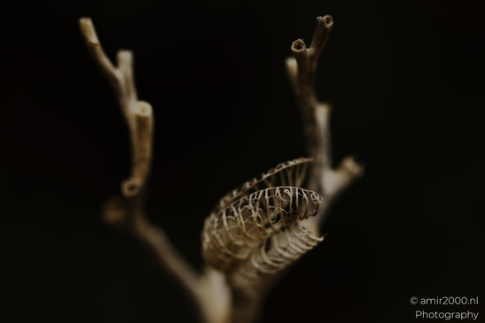 Skeletonized_leaves_and_fern_frond_veins_in_closeup_Flower_Photography_macro_Photography_Canon_EOS_R5_Mark_II_2025_002.JPG
