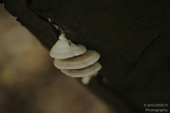 Small_bracket_fungus_tiers_on_dark_deadwood_Mycography_macro_Photography_Canon_EOS_R5_Mark_II_2025_001.JPG