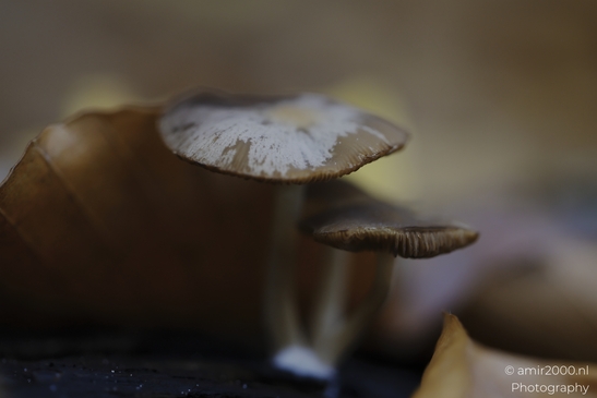 Small_brown_mushrooms_on_decaying_log_with_pale_cap_patch_Mycography_macro_Photography_Canon_EOS_R5_Mark_II_2025_001.JPG