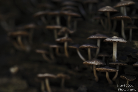 Small_brown_mushrooms_on_decaying_log_with_pale_cap_patch_Mycography_macro_Photography_Canon_EOS_R5_Mark_II_2025_002.JPG