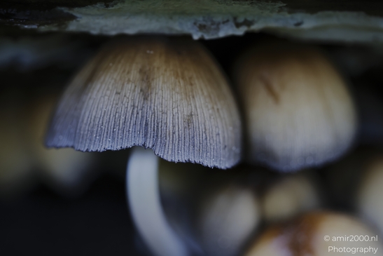 Small_brown_mushrooms_under_bark_with_shallow_depth_of_field_Mycography_macro_Photography_Canon_EOS_R5_Mark_II_2025_002.JPG