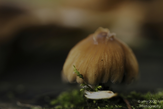 Small_brown_woodland_mushroom_on_moss_with_soft_bokeh_Mycography_macro_Photography_Canon_EOS_R5_Mark_II_2025_001.JPG