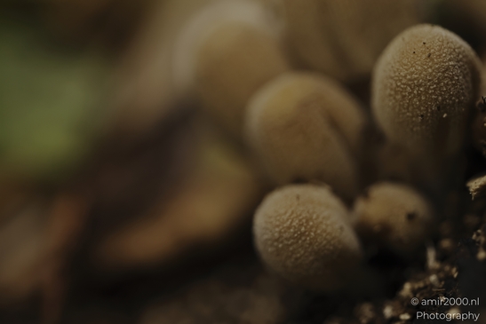 Small_puffball_fungi_cluster_on_moss_and_leaf_litter_Mycography_macro_Photography_Canon_EOS_R5_Mark_II_2025_001.JPG