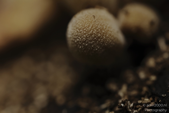 Small_puffball_fungi_cluster_on_moss_and_leaf_litter_Mycography_macro_Photography_Canon_EOS_R5_Mark_II_2025_002.JPG