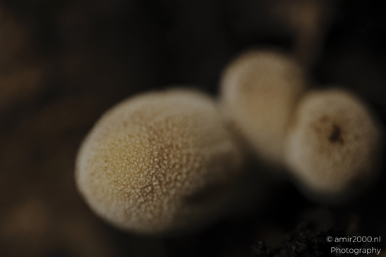 Small_puffball_fungi_cluster_on_moss_and_leaf_litter_Mycography_macro_Photography_Canon_EOS_R5_Mark_II_2025_004.JPG
