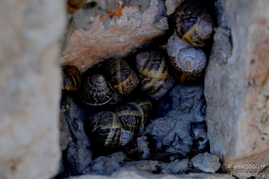 Snails_hiding_Animal_Photography_Macro_Photography_Canon_EOS_R5_Mark_II_2025_001.JPG
