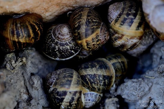 Snails_hiding_Animal_Photography_Macro_Photography_Canon_EOS_R5_Mark_II_2025_002.JPG