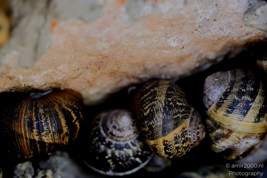 Snails_hiding_Animal_Photography_Macro_Photography_Canon_EOS_R5_Mark_II_2025_003.JPG
