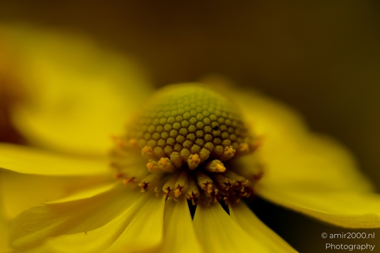 Sneezeweed_Helenium_dome_and_ray_florets_Flower_Photography_Macro_Photography_Canon_EOS_R5_Mark_II_2025_001.JPG