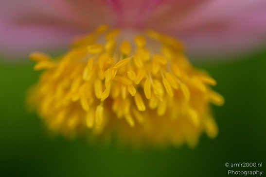 Soft_focus_stamens_of_a_pink_anemone_Flower_Photography_Macro_Photography_Canon_EOS_R5_Mark_II_2025_001.JPG