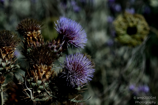 Spear_thistle_Cirsium_vulgare_Flower_Photography_Macro_Photography_Canon_EOS_R5_Mark_II_2025_002.JPG