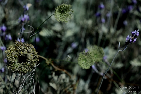 Spear_thistle_Cirsium_vulgare_Flower_Photography_Macro_Photography_Canon_EOS_R5_Mark_II_2025_003.JPG
