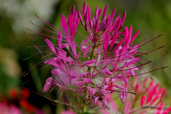 Spider_Flower_Cleome_Hassleriana_Close_Flower_Photography_Macro_Photography_Canon_EOS_R5_Mark_II_2025_002.JPG