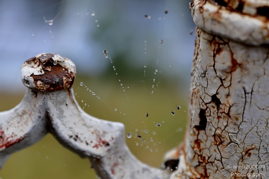 Spider_Webs_Fogy_and_Rainy_Day_Helsinki_Finland_Macro_Photography_Canon_EOS_R5_Mark_II_2025_001.JPG