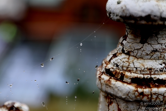 Spider_Webs_Fogy_and_Rainy_Day_Helsinki_Finland_Macro_Photography_Canon_EOS_R5_Mark_II_2025_002.JPG