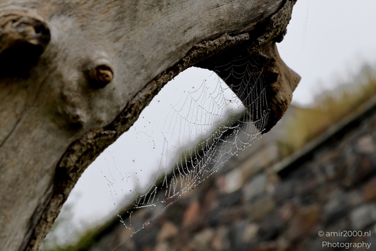 Spider_Webs_Fogy_and_Rainy_Day_Helsinki_Finland_Macro_Photography_Canon_EOS_R5_Mark_II_2025_003.JPG