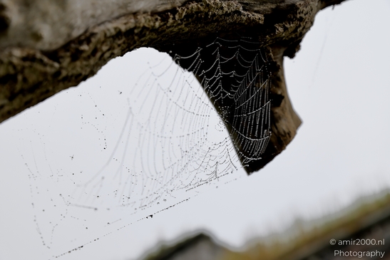 Spider_Webs_Fogy_and_Rainy_Day_Helsinki_Finland_Macro_Photography_Canon_EOS_R5_Mark_II_2025_004.JPG