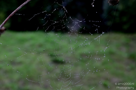 Spider_Webs_Fogy_and_Rainy_Day_Helsinki_Finland_Macro_Photography_Canon_EOS_R5_Mark_II_2025_005.JPG