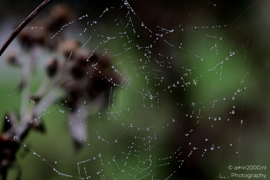 Spider_Webs_Fogy_and_Rainy_Day_Helsinki_Finland_Macro_Photography_Canon_EOS_R5_Mark_II_2025_006.JPG