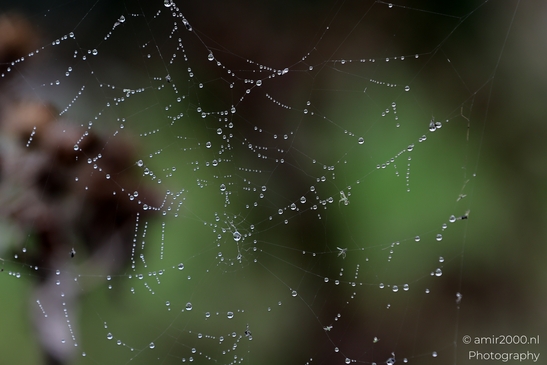 Spider_Webs_Fogy_and_Rainy_Day_Helsinki_Finland_Macro_Photography_Canon_EOS_R5_Mark_II_2025_007.JPG