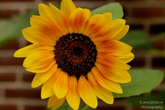 Sunflower_In_Bloom_Flower_Photography_Macro_Photography_Canon_EOS_R5_Mark_II_2025_001.JPG