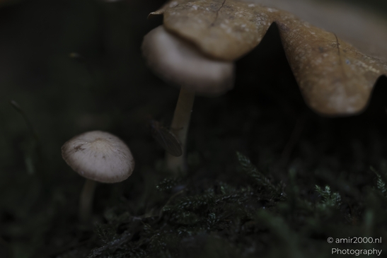 Small mushrooms with brown speckles on caps amidst green moss and a leaf in low light. - image from year 2025 #002