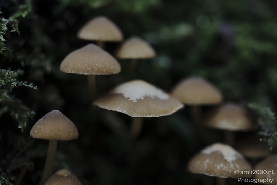 Several tan-colored mushrooms with white flecks on their caps amidst green moss. - image from year 2025 #003