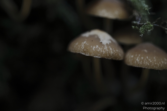 Closeup of brown mushrooms with white spots on caps in a green environment. - image from year 2025 #004