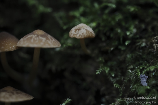 Close-up of tan mushrooms with white spots in a mossy environment. - image from year 2025 #005