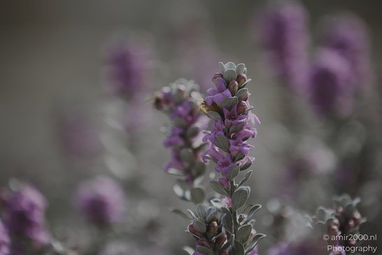 Texas_sage_Flower_Photography_macro_Photography_Canon_EOS_R5_Mark_II_2025_002.JPG