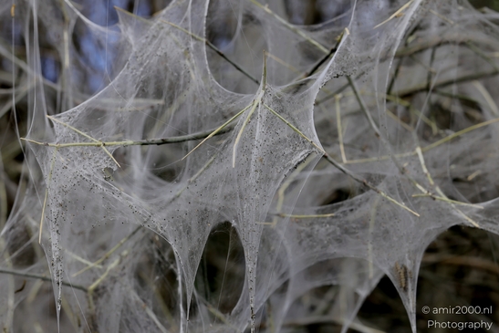 The_webs_and_caterpillars_of_the_bird_cherry_ermine_moth_Insect_macro_Macro_Photography_Canon_EOS_R5_Mark_II_2025_001.JPG