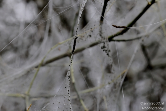 The_webs_and_caterpillars_of_the_bird_cherry_ermine_moth_Insect_macro_Macro_Photography_Canon_EOS_R5_Mark_II_2025_002.JPG