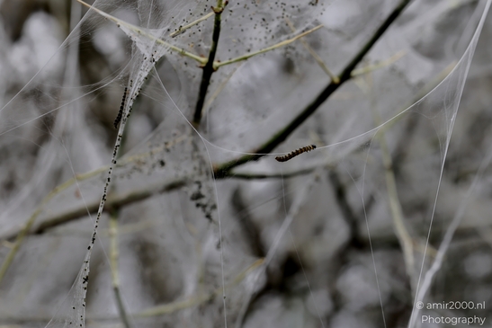 The_webs_and_caterpillars_of_the_bird_cherry_ermine_moth_Insect_macro_Macro_Photography_Canon_EOS_R5_Mark_II_2025_003.JPG