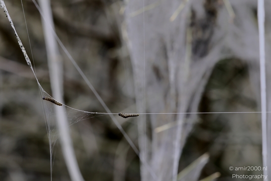 The_webs_and_caterpillars_of_the_bird_cherry_ermine_moth_Insect_macro_Macro_Photography_Canon_EOS_R5_Mark_II_2025_004.JPG