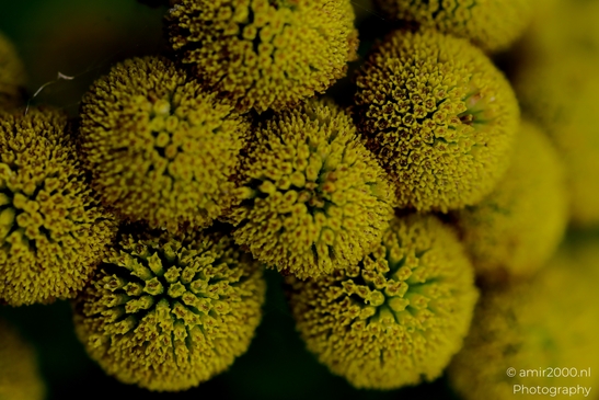 Tight_macro_of_spherical_yellow_composite_flower_heads_Flower_Photography_Macro_Photography_Canon_EOS_R5_Mark_II_2025_001.JPG