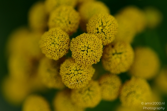 Tight_macro_of_spherical_yellow_composite_flower_heads_Flower_Photography_Macro_Photography_Canon_EOS_R5_Mark_II_2025_002.JPG