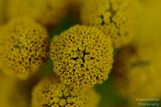 Tight_macro_of_spherical_yellow_composite_flower_heads_Flower_Photography_Macro_Photography_Canon_EOS_R5_Mark_II_2025_003.JPG