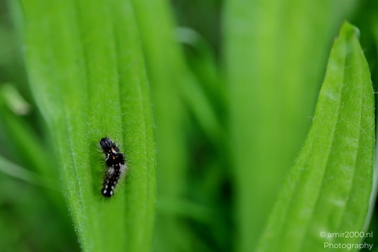 Tiny_hairy_caterpillar_on_a_ribbed_plantain_leaf_Animal_Photography_Macro_Photography_Canon_EOS_R5_Mark_II_2025_001.JPG