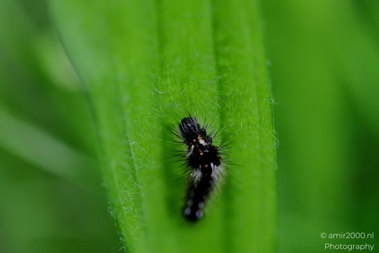 Tiny_hairy_caterpillar_on_a_ribbed_plantain_leaf_Animal_Photography_Macro_Photography_Canon_EOS_R5_Mark_II_2025_002.JPG