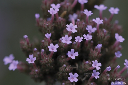 Purple flowers blooming in a garden. in Flower Photography. . - image from year 2025 #001