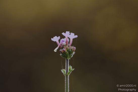 Tiny_pink_tubular_blossoms_with_dew_drop_on_petal_Flower_Photography_macro_Photography_Canon_EOS_R5_Mark_II_2025_001.JPG