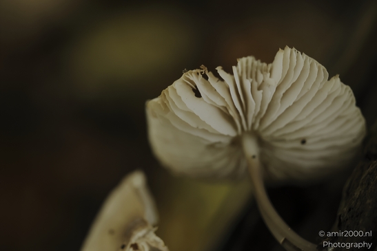 Tiny_white_mushrooms_on_decaying_wood_closeup_series_Mycography_macro_Photography_Canon_EOS_R5_Mark_II_2025_001.JPG