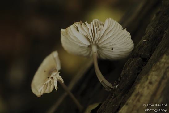 Tiny_white_mushrooms_on_decaying_wood_closeup_series_Mycography_macro_Photography_Canon_EOS_R5_Mark_II_2025_002.JPG