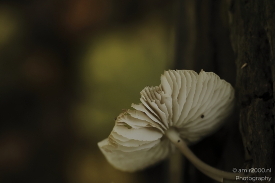 Tiny_white_mushrooms_on_decaying_wood_closeup_series_Mycography_macro_Photography_Canon_EOS_R5_Mark_II_2025_003.JPG