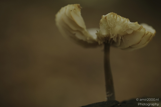 Tiny_white_mushrooms_on_decaying_wood_closeup_series_Mycography_macro_Photography_Canon_EOS_R5_Mark_II_2025_004.JPG