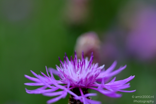 Vivid_Purple_Thistle_Flower_Photography_Macro_Photography_Canon_EOS_R5_Mark_II_2025_001.JPG
