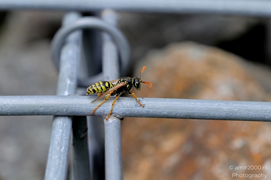 Wasp_On_Metal_Grid_Animal_Photography_Macro_Photography_Canon_EOS_R5_Mark_II_2025_001.JPG