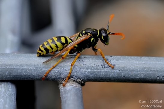 Wasp_On_Metal_Grid_Animal_Photography_Macro_Photography_Canon_EOS_R5_Mark_II_2025_002.JPG