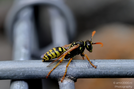 Wasp_On_Metal_Grid_Animal_Photography_Macro_Photography_Canon_EOS_R5_Mark_II_2025_003.JPG